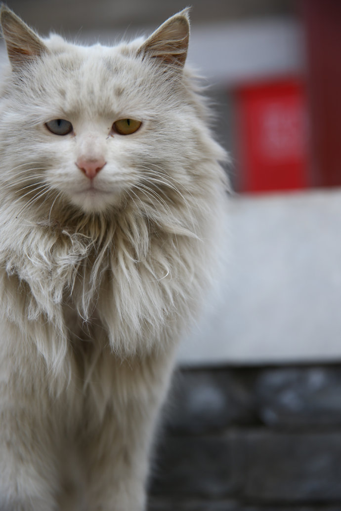 爱猫的爸爸妈妈们注意了，养猫会让你的孩子变笨